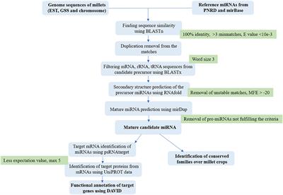 Structural and Functional Characteristics of miRNAs in Five Strategic Millet Species and Their Utility in Drought Tolerance